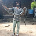 sarp-mitra-Mithun-once-again-rescues-a-python