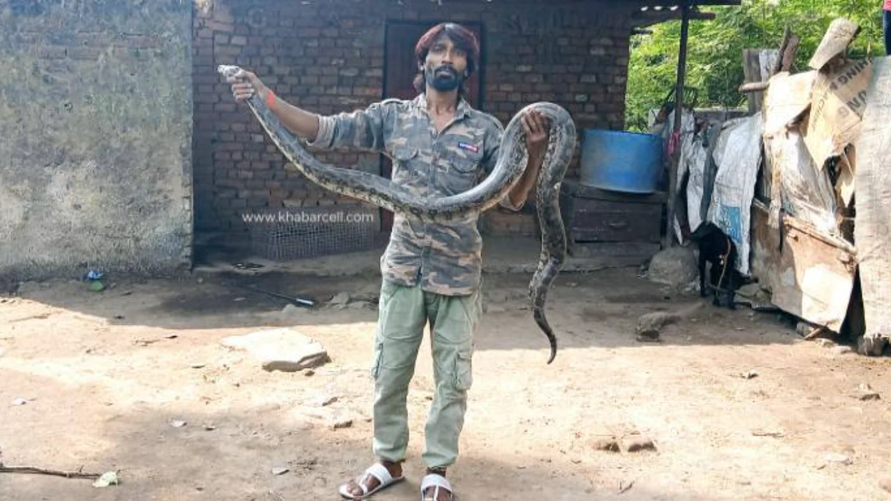 sarp-mitra-Mithun-once-again-rescues-a-python